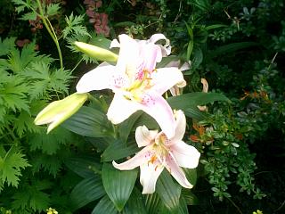 Hanney Gardening Club